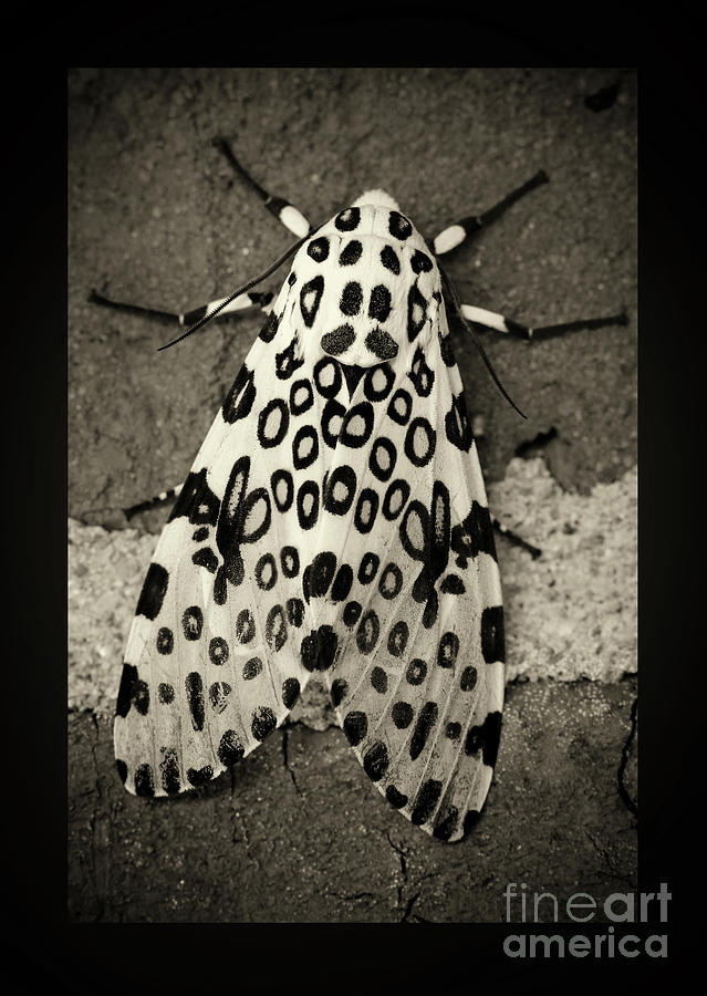 Giant Leopard Moth Black And White Border Photograph