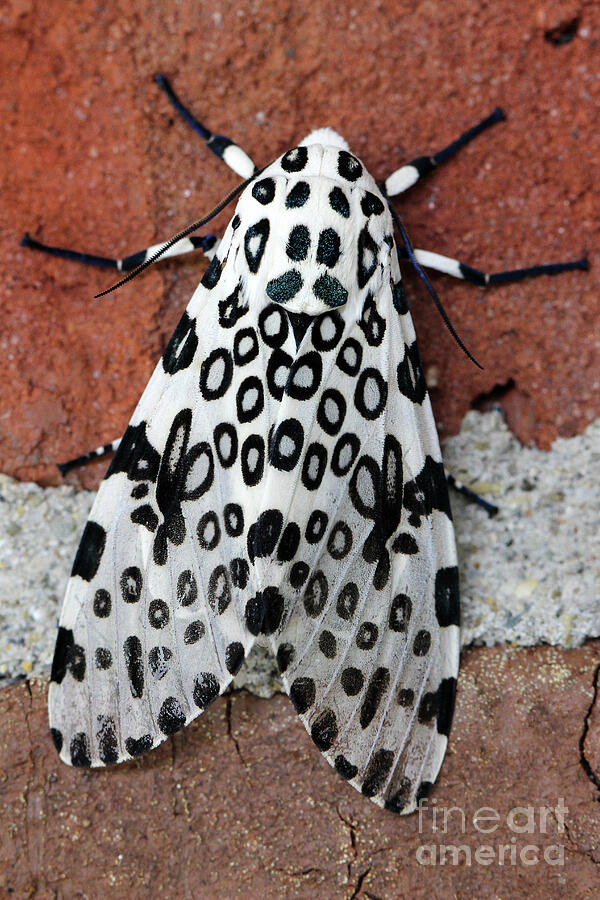 Black And White Photograph - Giant Leopard Moth by Karen Adams