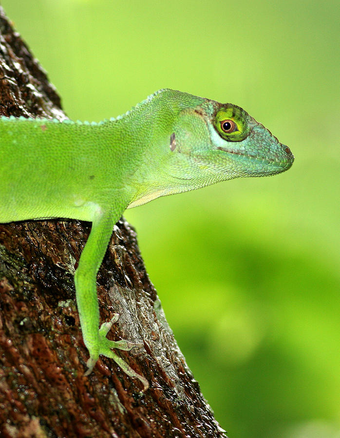 Giant Lizard in Puerto Rico Photograph by Leo Miranda | Fine Art America