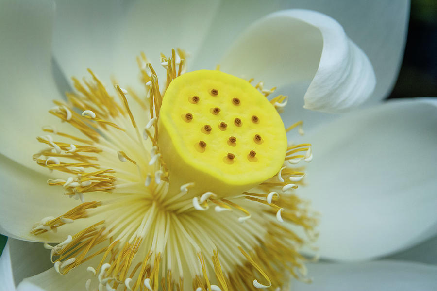 Giant Lotus Stamen Photograph by Sarah M Taylor - Fine Art America