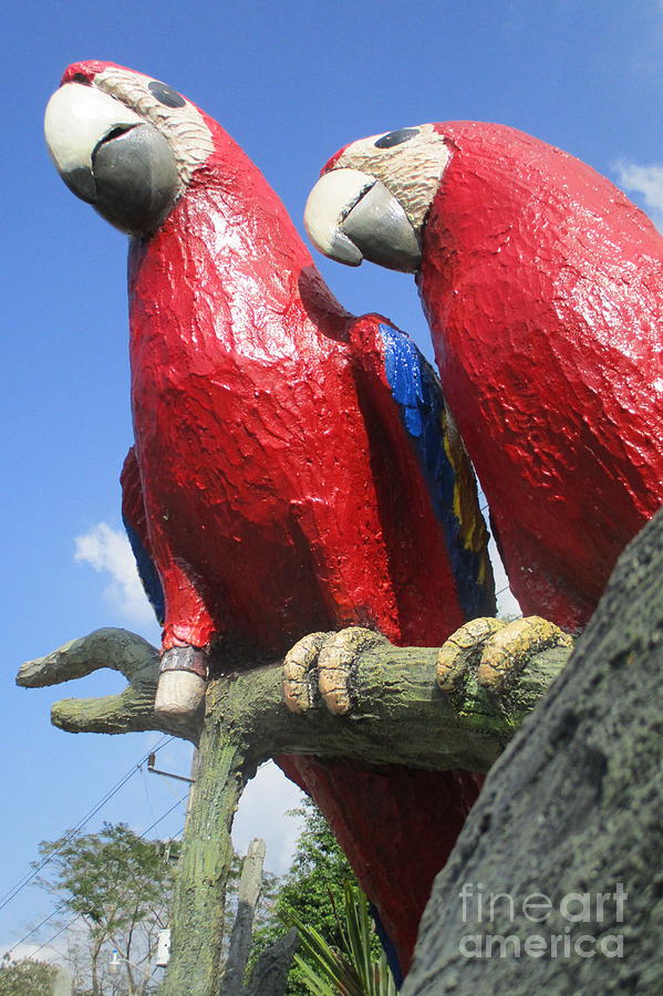 Giant Macaws Photograph by Randall Weidner