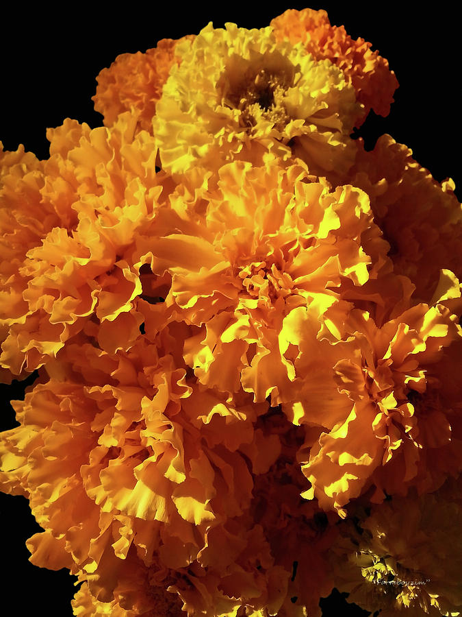 Giant Marigolds Photograph by Harold Zimmer