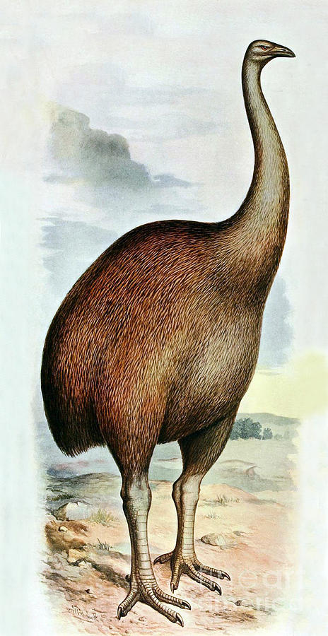 Giant Moa Dinornis Ingens, Cenozoic Bird Photograph by Biodiversity Heritage Library