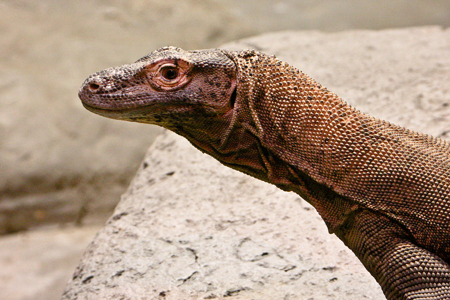 Giant Monitor Lizard 2 Photograph by Douglas