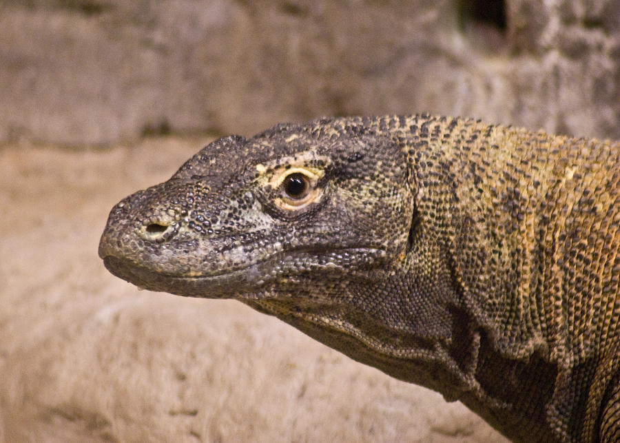 Giant Monitor Lizard Photograph by Douglas Barnett - Fine Art America