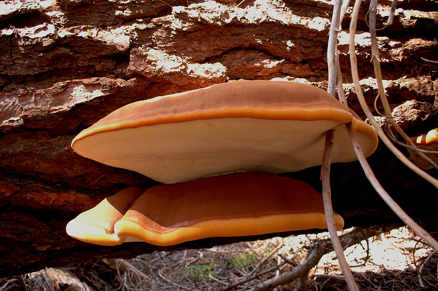 Giant Mushroom Photograph by Josephine Buschman