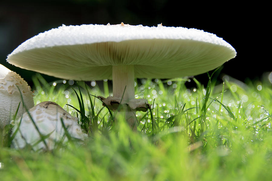 Giant Mushroom by Tom Blizzard Giant Mushroom by Tom Blizzard
