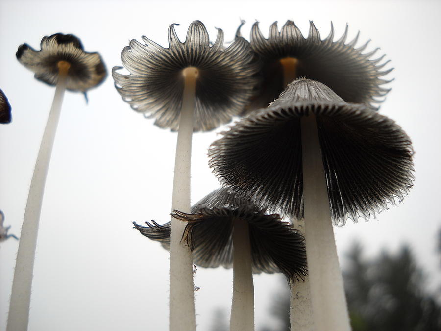 Giant Mushrooms in June Photograph by Kent Lorentzen