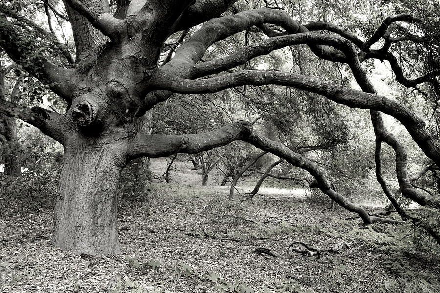 Giant Oak Photograph by Eric Foltz