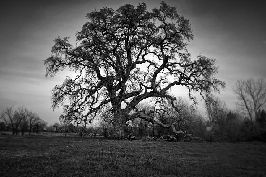 Giant Oak Tree Photograph by Serena King