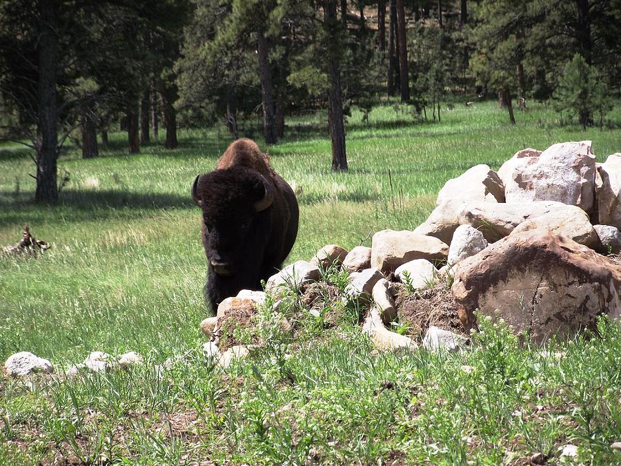 Giant of the West Photograph by Jessica Hoover - Fine Art America