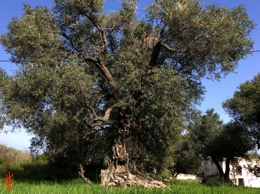 Nature Photograph - Giant Olive Tree Orgiva Spain  by Colette V Hera Guggenheim