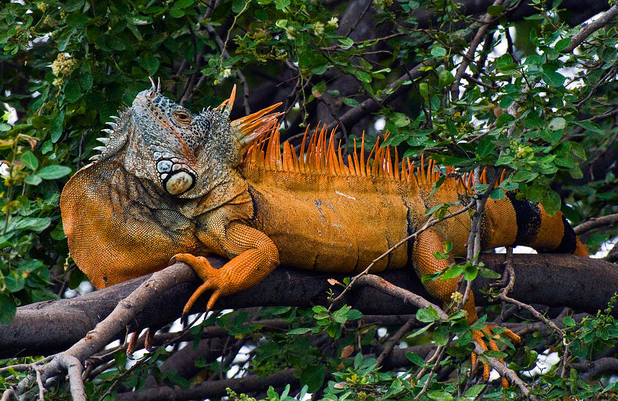 Giant Orange Iguana Photograph by Ginger Wakem