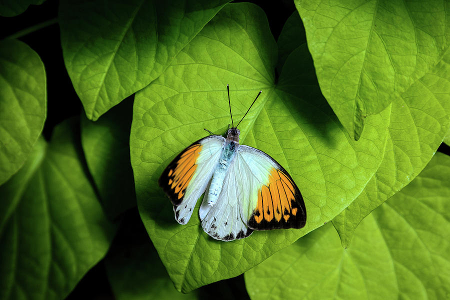Giant Orange Tip Butterfly Photograph by Tom Mc Nemar