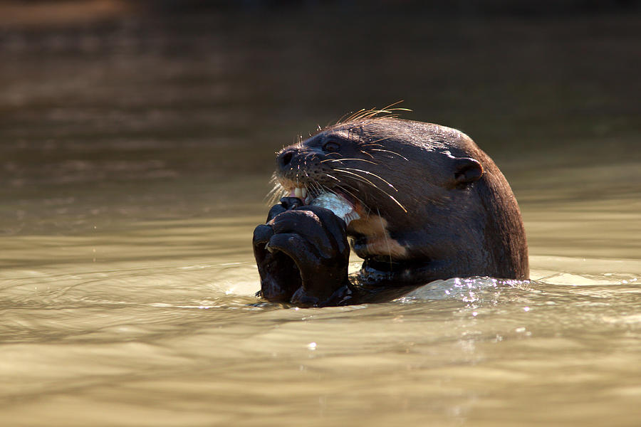 Giant Otter Eating Fish Photograph by Aivar Mikko