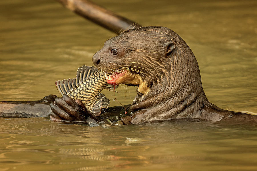 Giant Otter feasting Photograph by Steven Upton