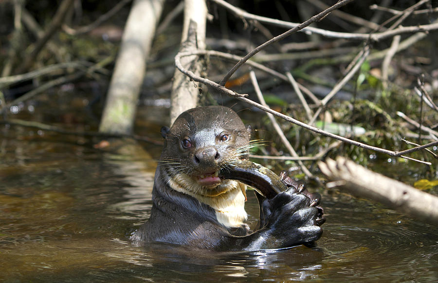 Giant Otter Photograph by Hans Heinz - Fine Art America