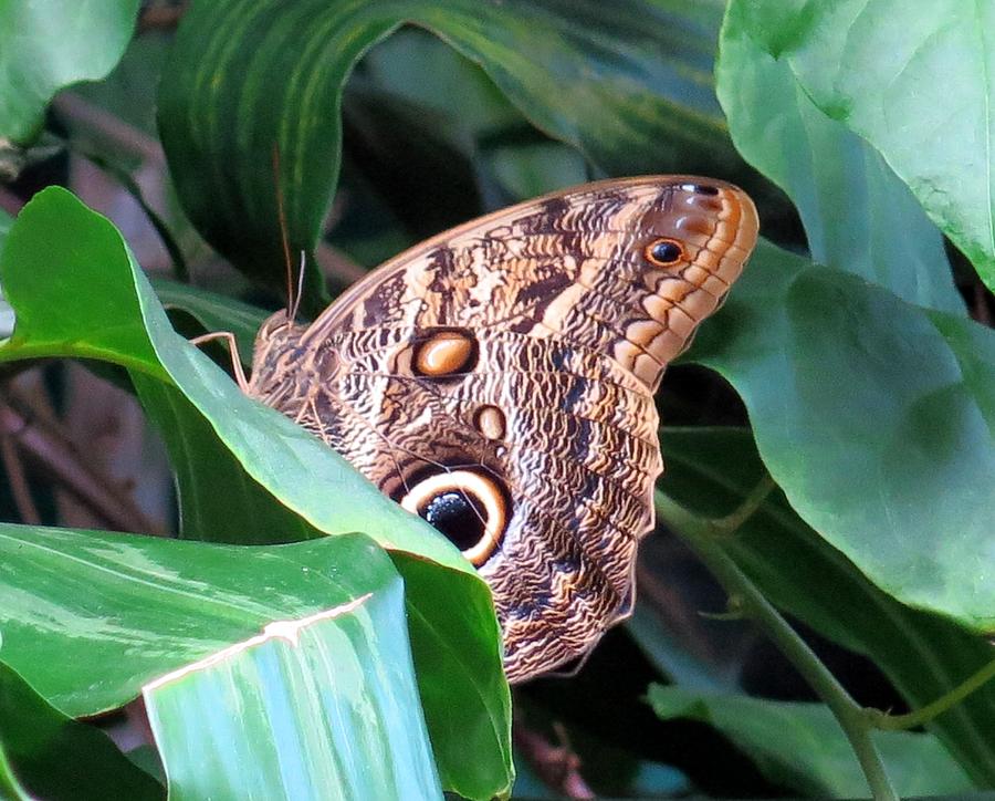Giant Owl Butterfly Photograph by Betty Buller Whitehead