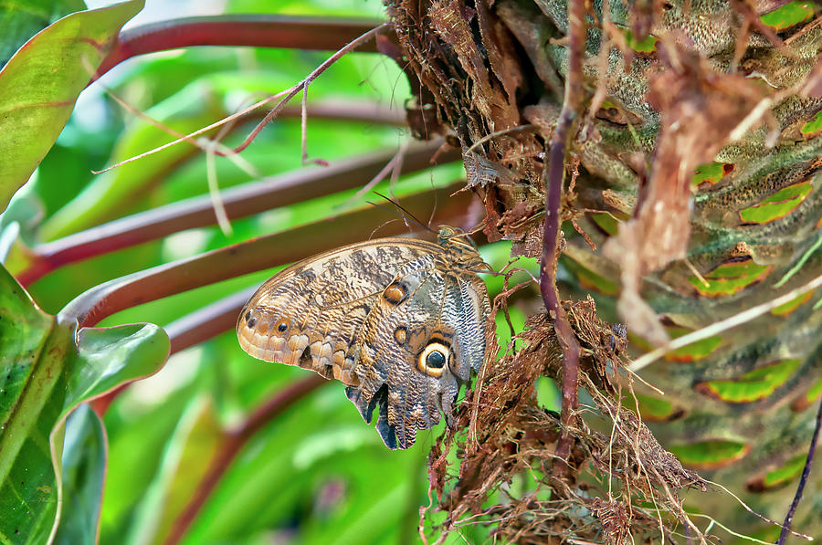 Giant Owl Butterfly  Photograph by Jim Thompson
