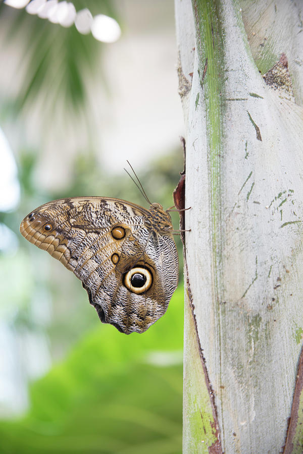 Giant owl butterfly Photograph by Karen Foley