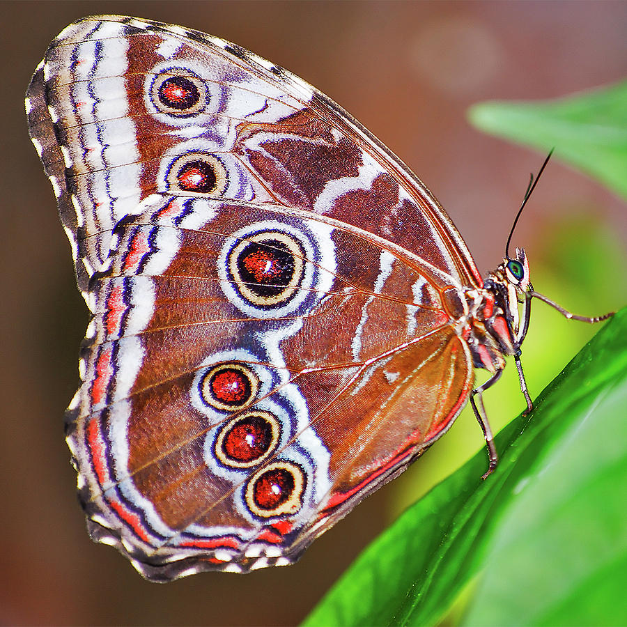 Giant Owl Butterfly Photograph by Winnie Chrzanowski
