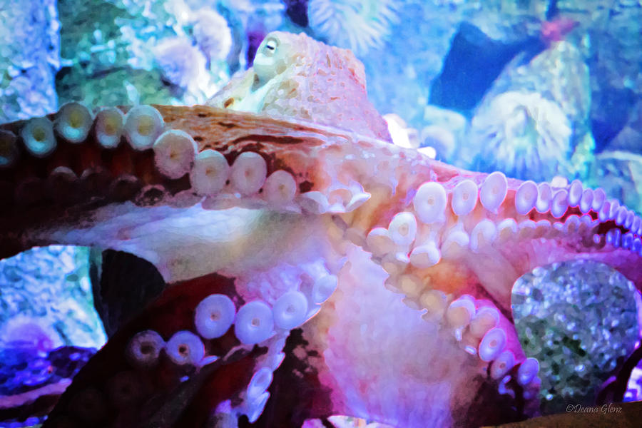 Giant Pacific Octopus Photograph by Deana Glenz