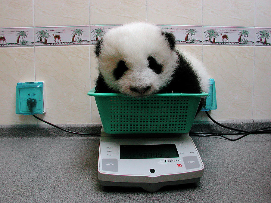 Giant Panda Ailuropoda Melanoleuca Baby Photograph by Katherine Feng