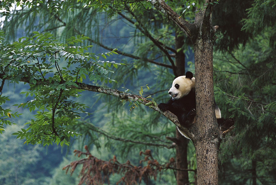 Giant Panda Ailuropoda Melanoleuca Photograph by Cyril Ruoso