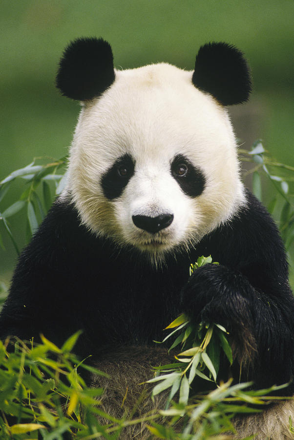 Giant Panda Ailuropoda Melanoleuca Photograph by Gerry Ellis