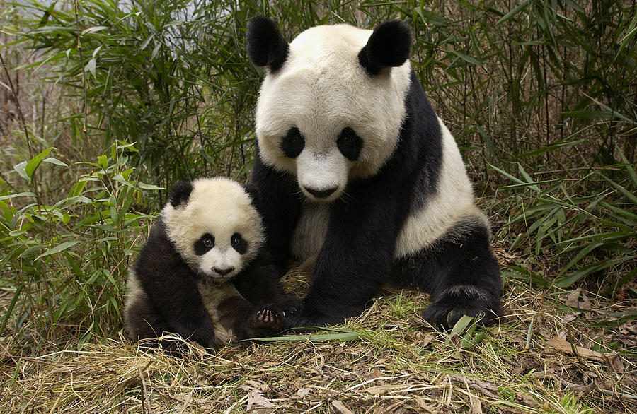 Mammal Photograph - Giant Panda Ailuropoda Melanoleuca by Katherine Feng