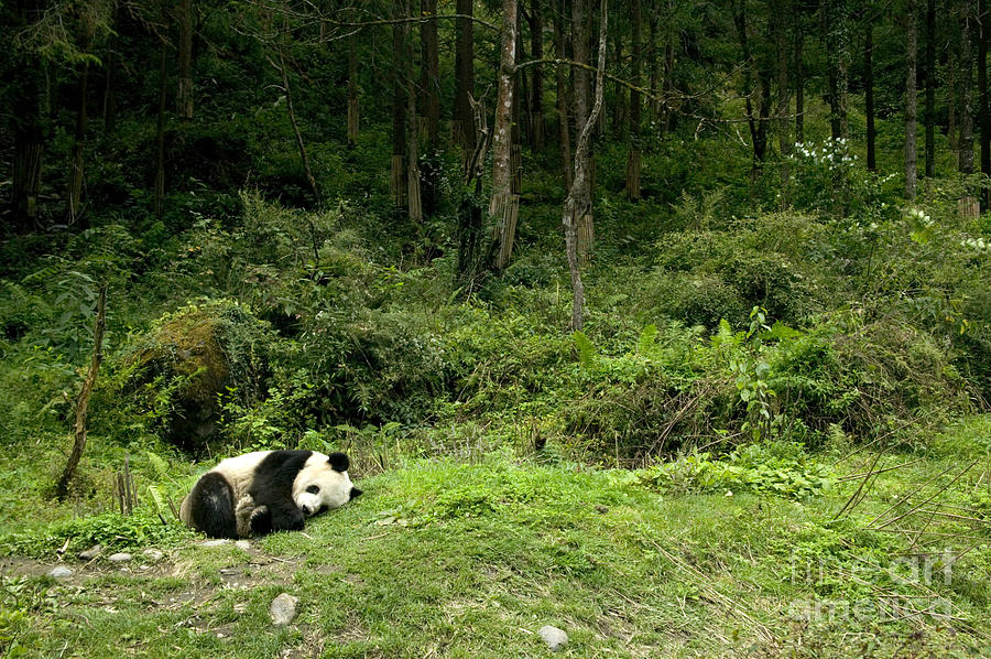 Giant Panda Asleep By The Forest Photograph by Inga Spence