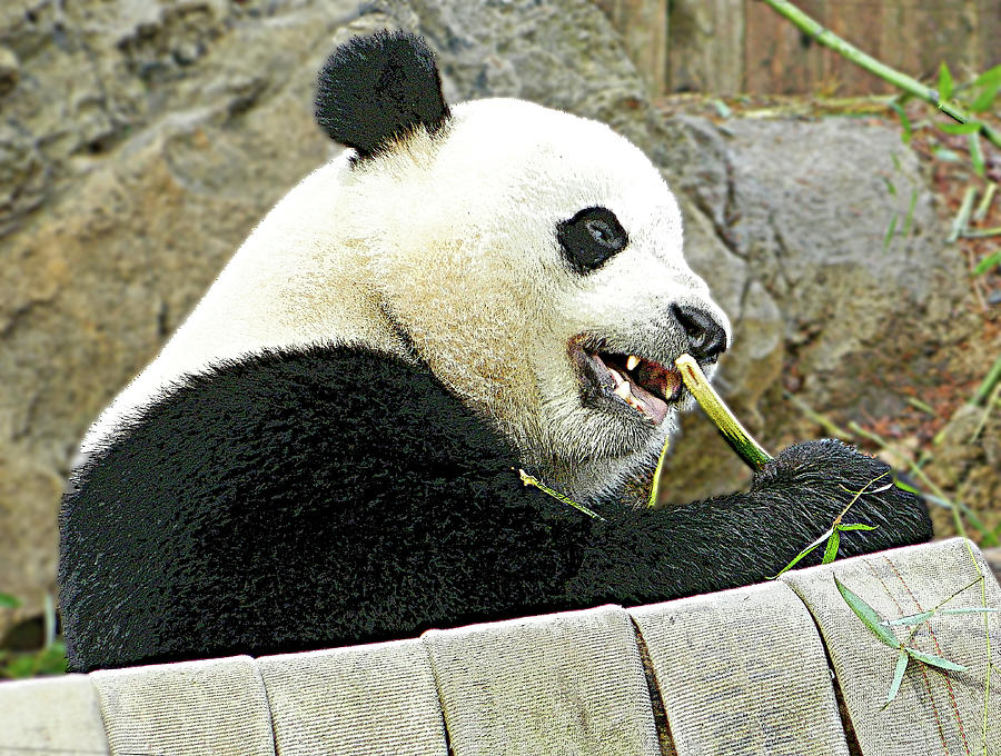 Giant Panda Bao Bao Loves Bamboo Photograph