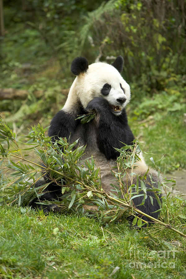 Giant Panda Chews On Bamboo Photograph by Inga Spence