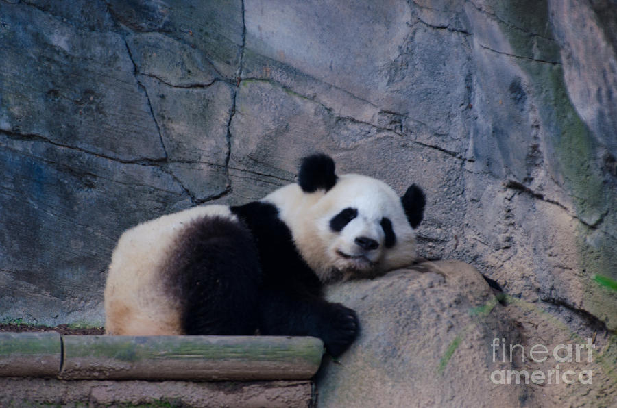 Giant Panda Photograph by Donna Brown