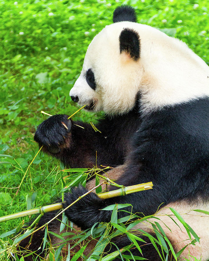 Giant Panda Feeding on Bamboo Photograph by SR Green