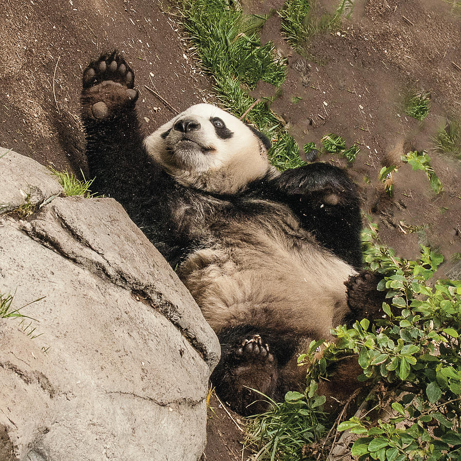 Giant Panda High Five Photograph by William Bitman