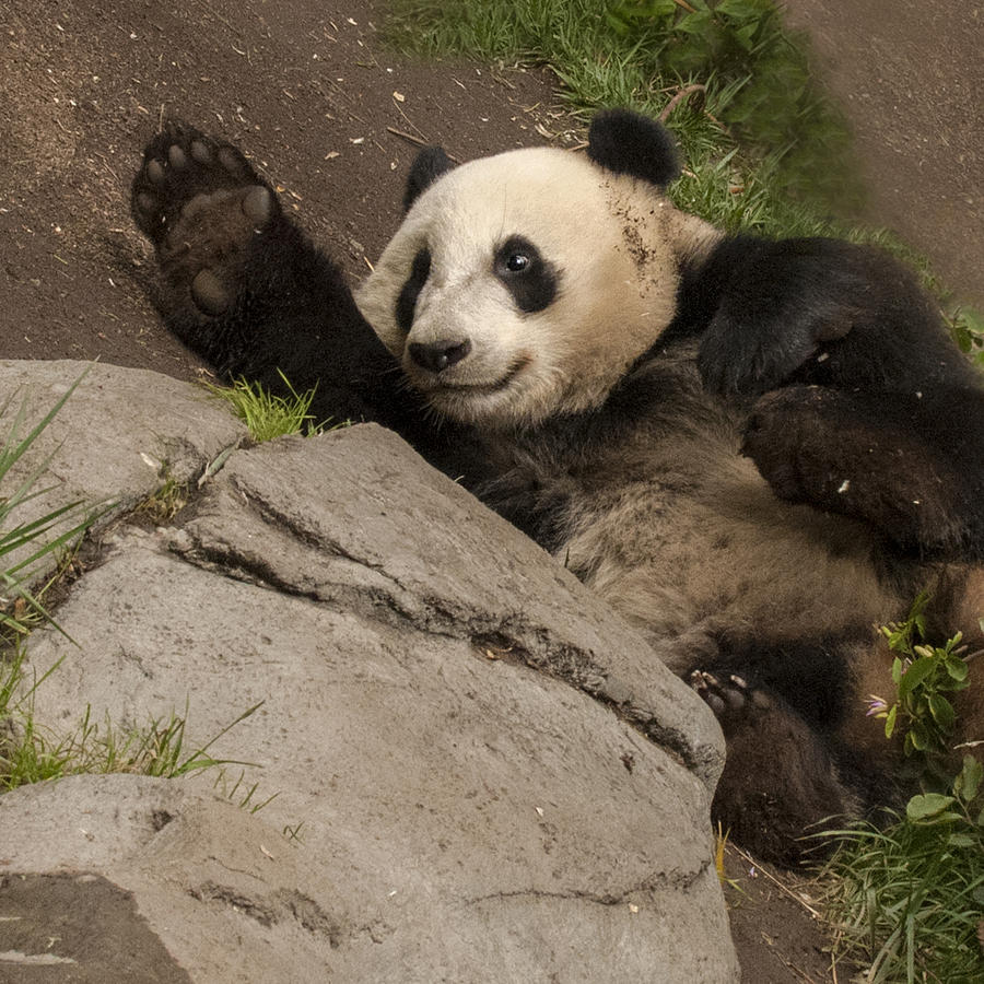 Giant Panda High Five With A Smile Photograph by William Bitman