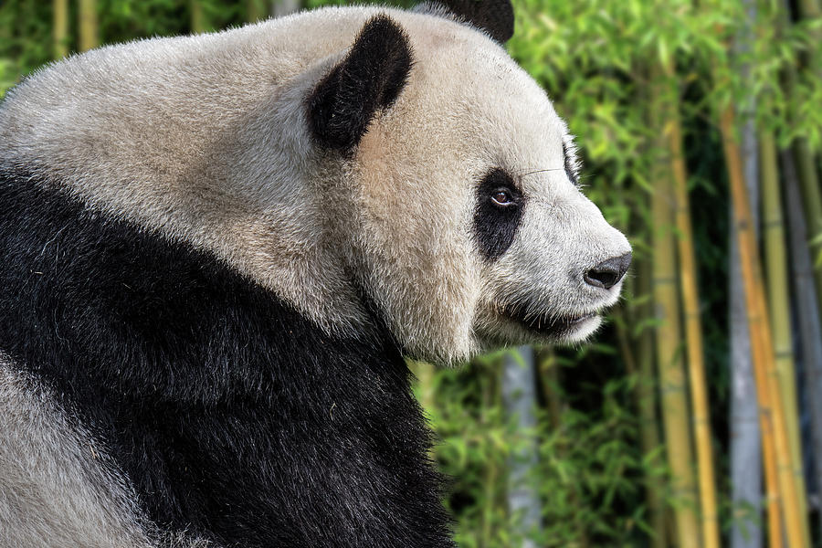 Giant Panda in Bamboo Forest Photograph by Arterra Picture Library