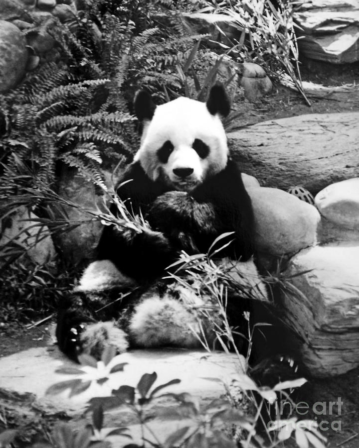 Giant Panda In Black And White Photograph