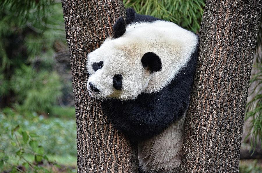 Giant Panda in tree Photograph by Ronda Ryan