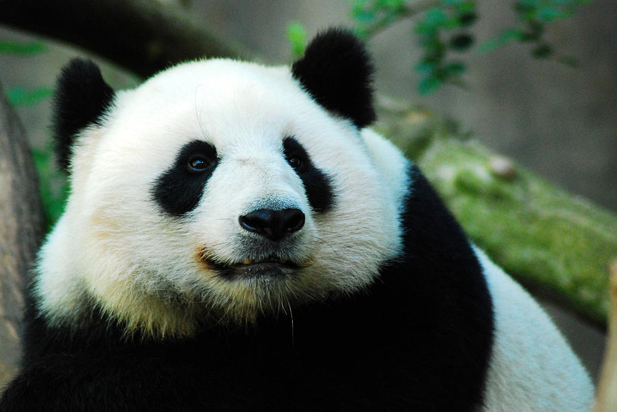 Giant Panda  Photograph by James Kirkikis