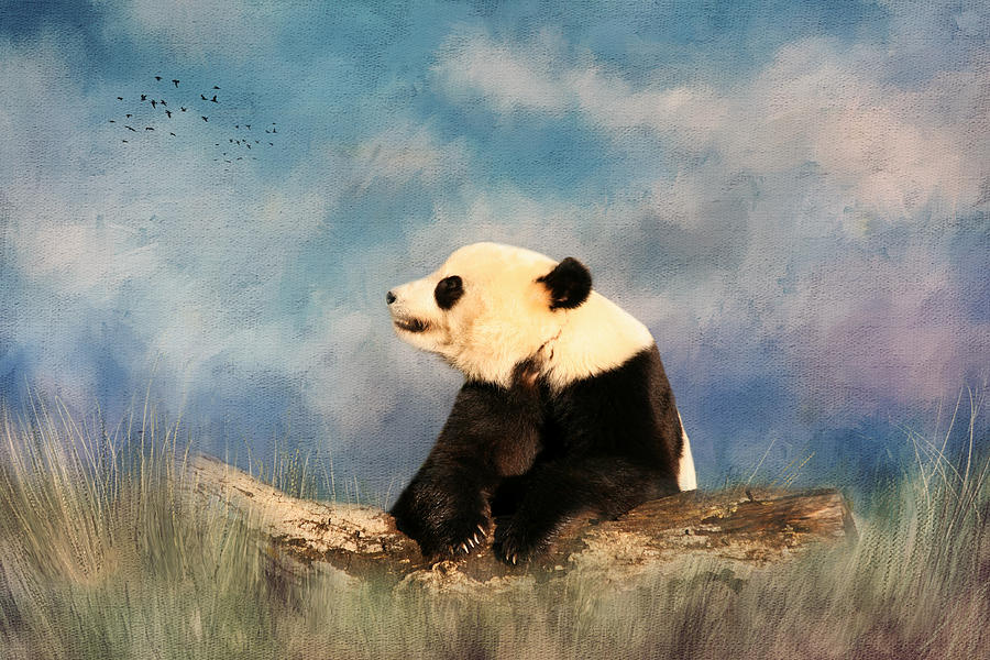 Giant Panda Photograph by Kim Hojnacki