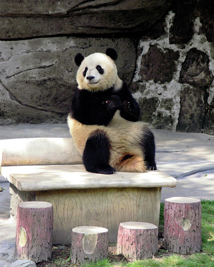 Giant Panda on Bench Photograph by Sally Weigand