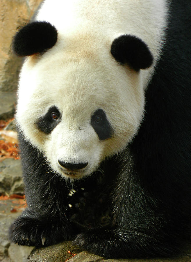 Giant Panda Tian Tian Photograph by Emmy Marie Vickers