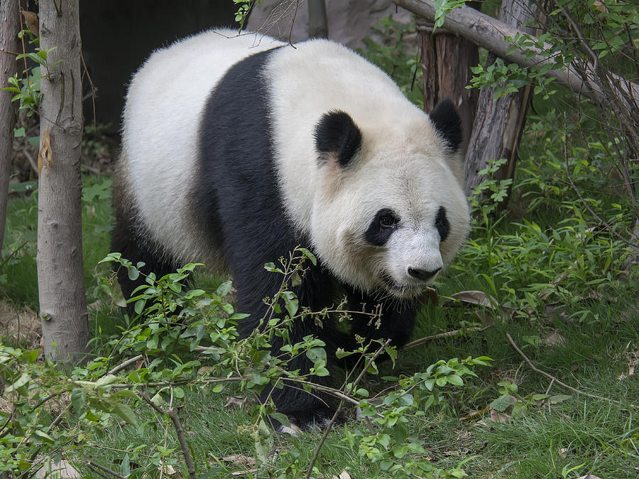 Giant Panda Photograph by Wade Aiken