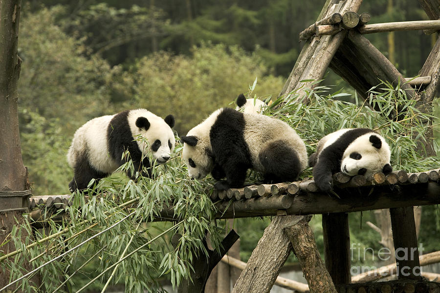 Giant Pandas Eating Bamboo Photograph by Inga Spence