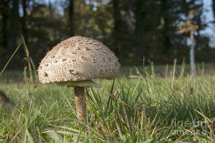 Mushroom Photograph - Giant parasol mushroom umbrella  by Compuinfoto 