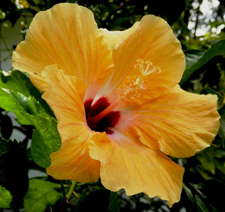 GIANT Peach Hibiscus Photograph by Belinda Lee