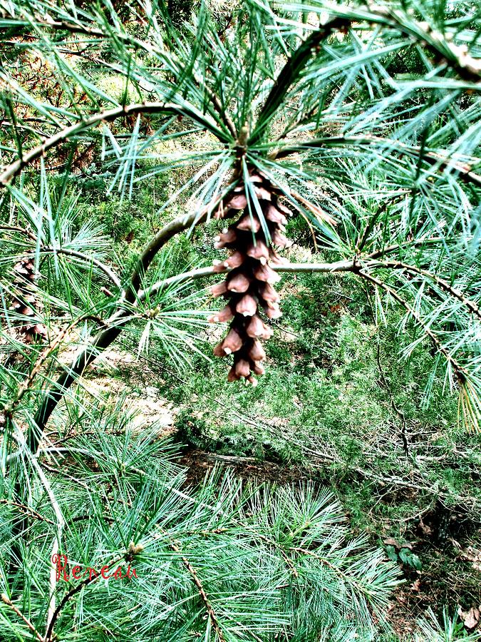 Giant Pine Cone Photograph by A L Sadie Reneau