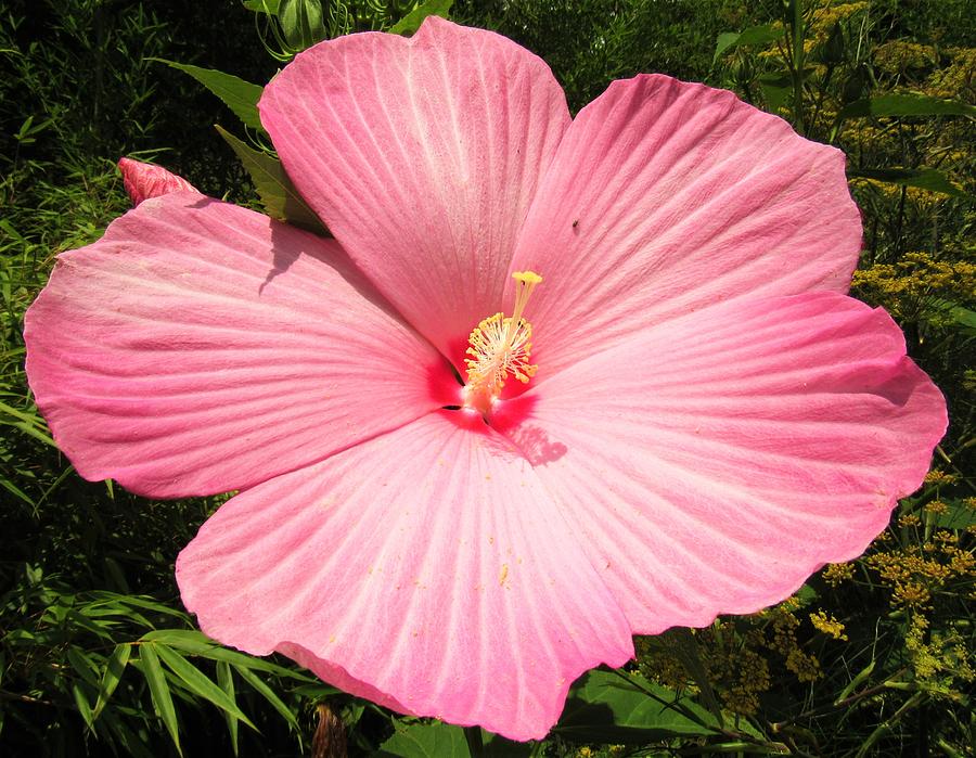 Giant Pink Hibiscus Photograph by Joshua Bales